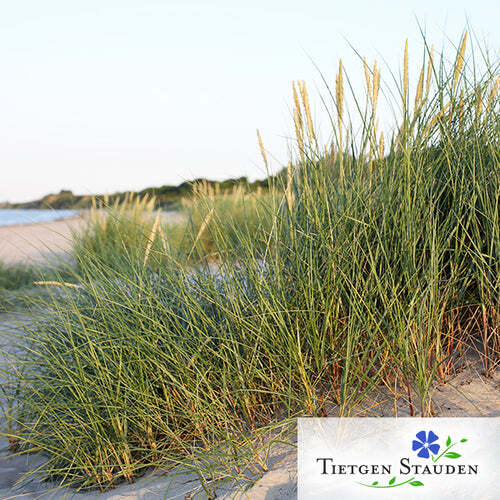 Strandhafer set mit 16 - set,